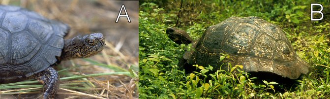 Eastern box turtle and Galapagos tortoise